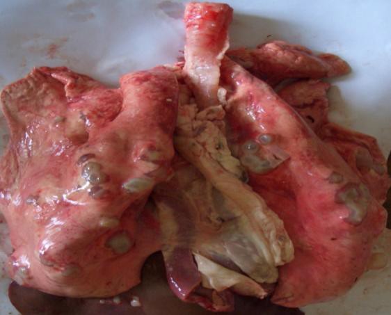 Рис. 3. Echinococcus granulosus в легких овцы